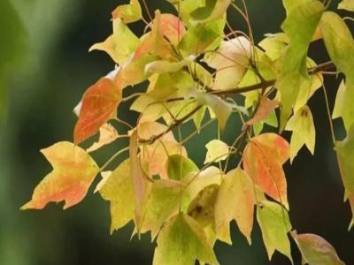 三角楓、五角楓、紅楓、羽毛楓的區別