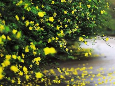 迎春花和連翹花有什么區別？