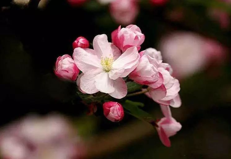 八棱海棠的果實能不能吃,八棱海棠的果實能吃嗎？