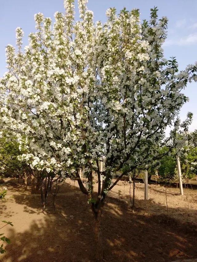 八棱海棠花期多久，幾月份開花