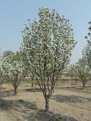 八棱海棠花期多久，幾月份開花