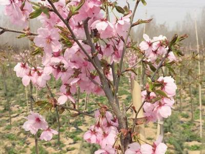 櫻花樹苗多少年才能長成大樹？