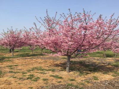 櫻花樹苗幾年才能開花？花期在什么時候？