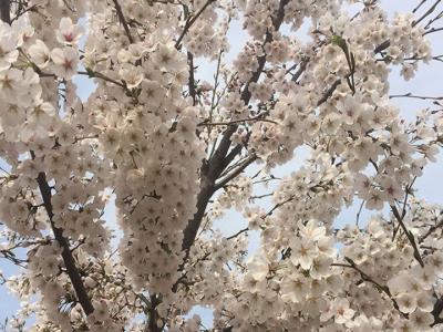 日本櫻花樹什么時候開花？花期多久？