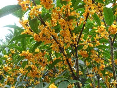 桂花樹苗批發售價多少？種植性價比如何？