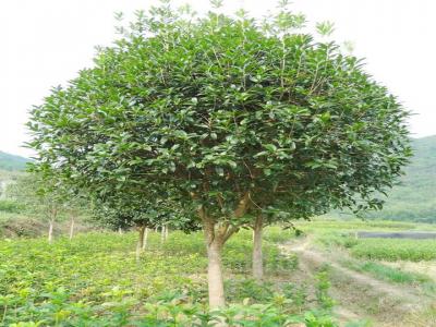桂花樹用什么肥料最好？