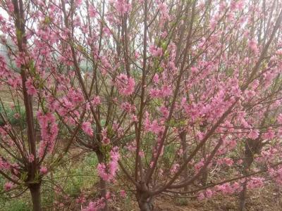 青葉碧桃開什么花？什么時候開花？