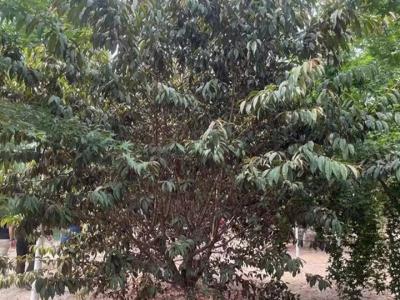 青葉碧桃花果期在什么時候？