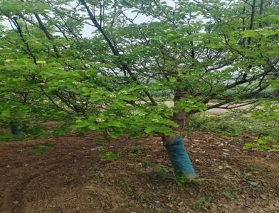 普及12公分垂柳種植需要注意點什么呢！